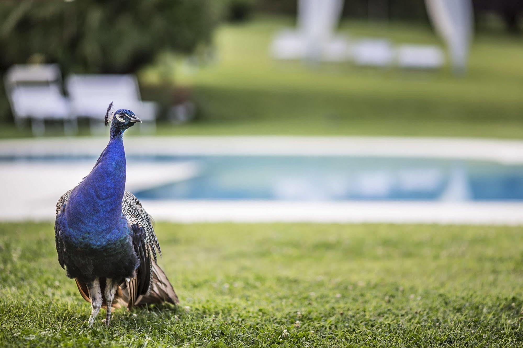 Agriturismo La Casa Di Rodo Quarrata Eksteriør bilde